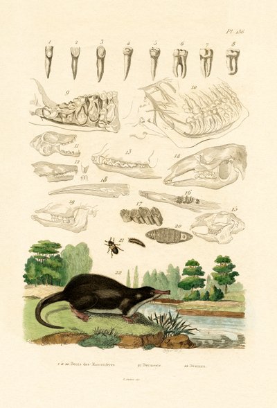 Tänder, 1833-39 av French School